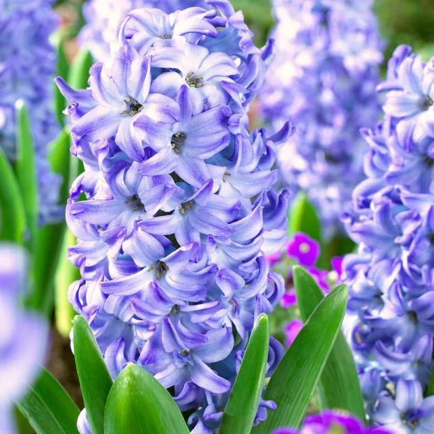 Hyacinth 'Aqua'