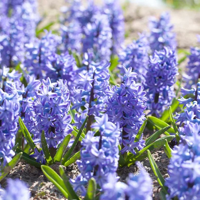 Hyacinth 'Aqua'