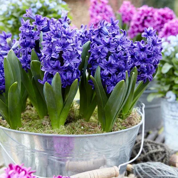 Hyacinth 'Manhattan'