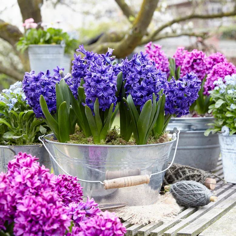 Hyacinth 'Manhattan'