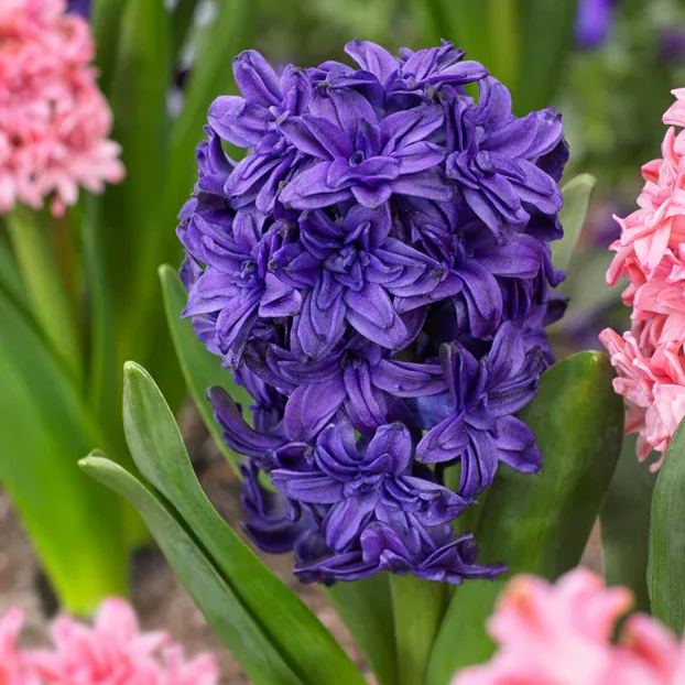 Hyacinth 'Manhattan'