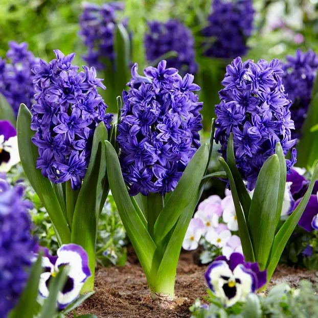 Hyacinth 'Manhattan'
