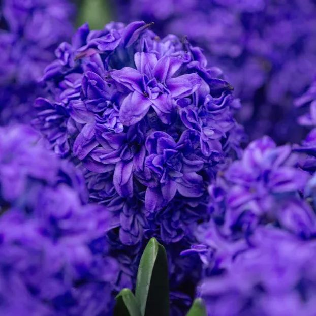Hyacinth 'Manhattan'