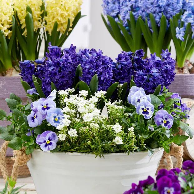 Hyacinth 'Manhattan'