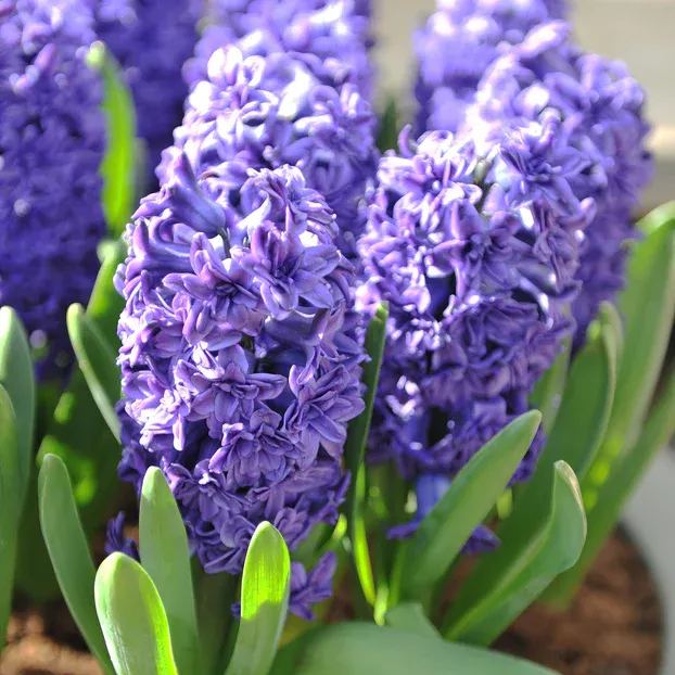 Hyacinth 'Manhattan'
