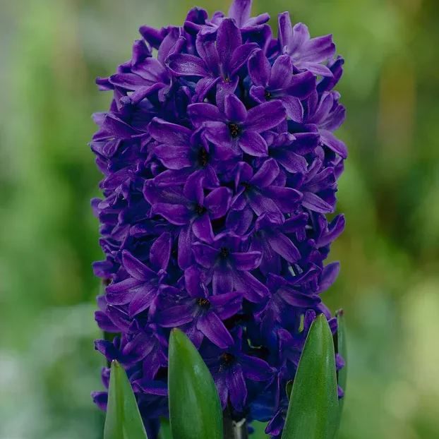 Hyacinth 'Peter Stuyvesant'