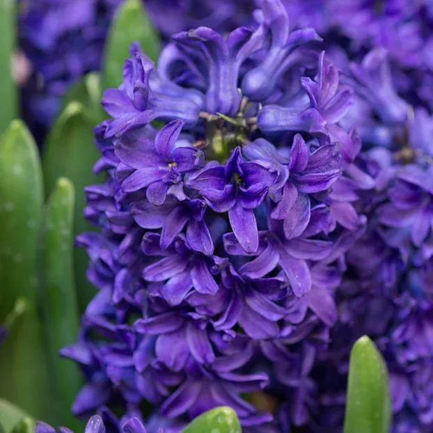 Hyacinth 'Peter Stuyvesant'