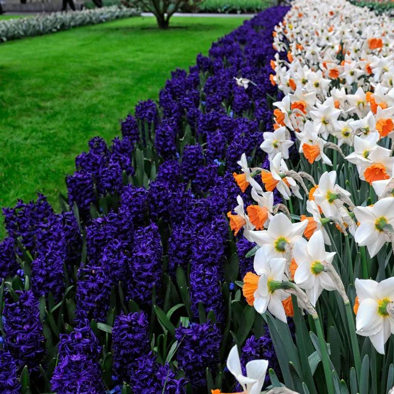 Hyacinth 'Peter Stuyvesant'
