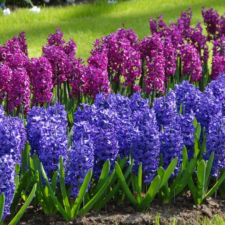 Hyacinth 'Peter Stuyvesant'