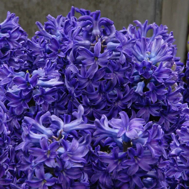 Hyacinth 'Peter Stuyvesant'