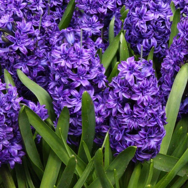 Hyacinth 'Royal Navy'