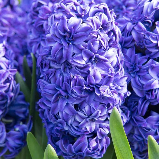 Hyacinth 'Royal Navy'