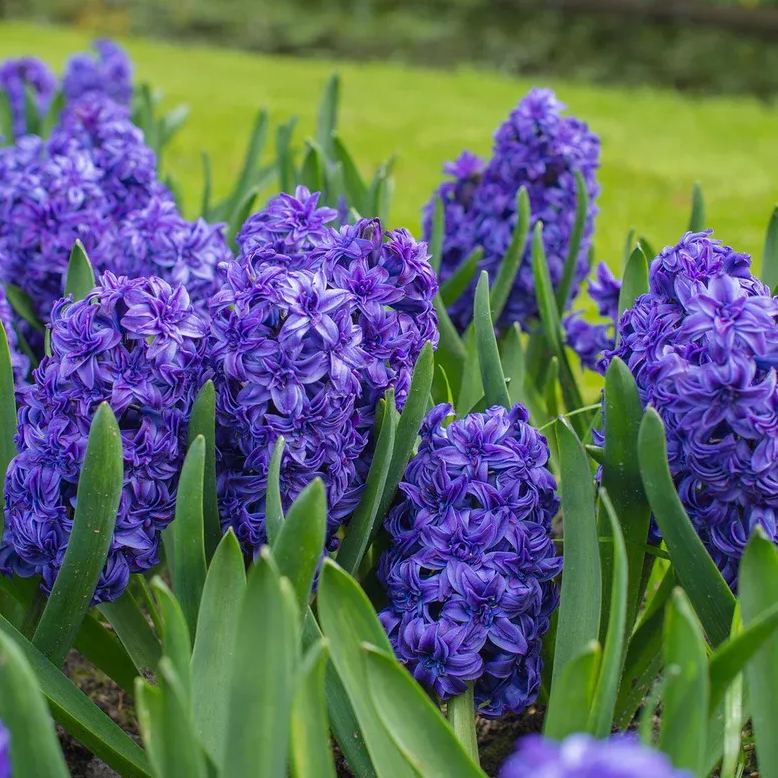 Hyacinth 'Royal Navy'
