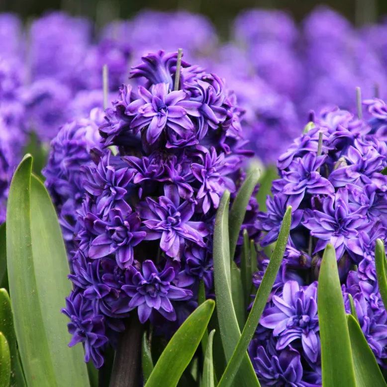 Hyacinth 'Royal Navy'