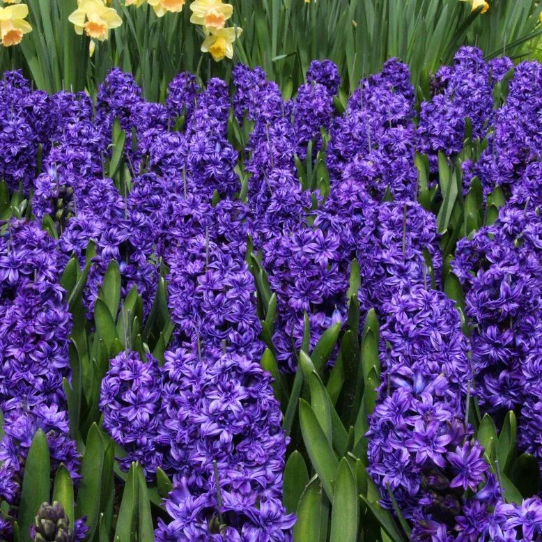 Hyacinth 'Royal Navy'