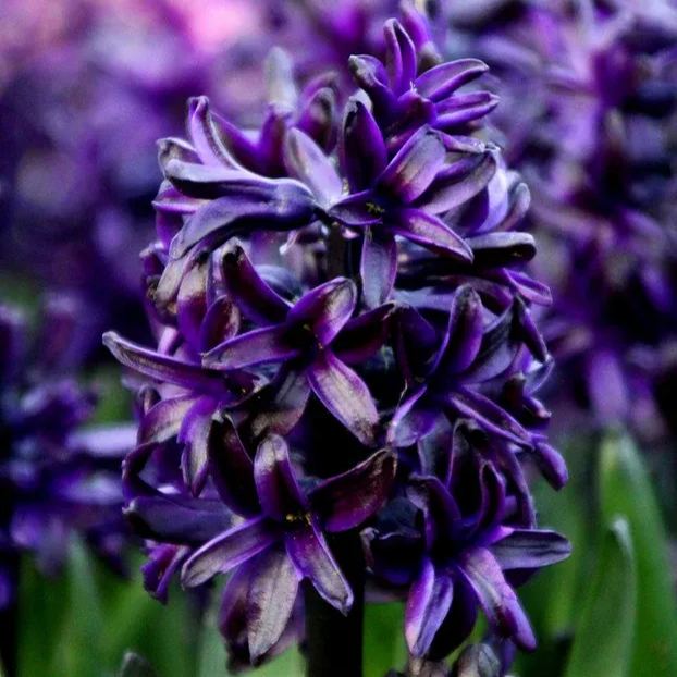 Hyacinth 'Dark Dimension'