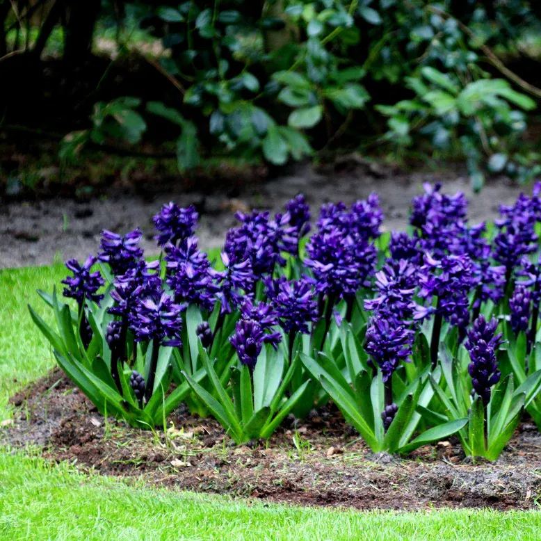 Hyacinth 'Dark Dimension'