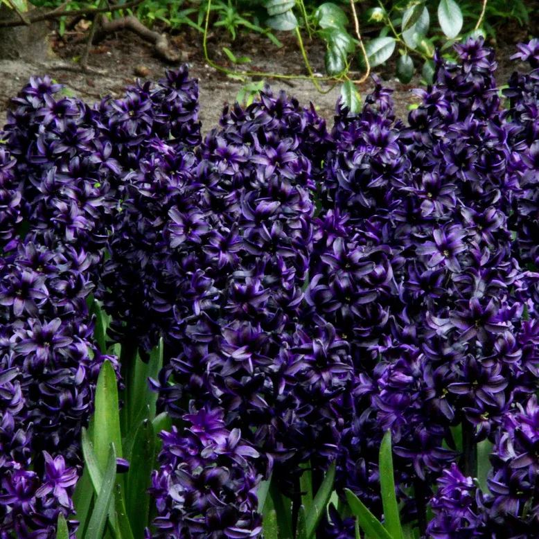 Hyacinth 'Dark Dimension'