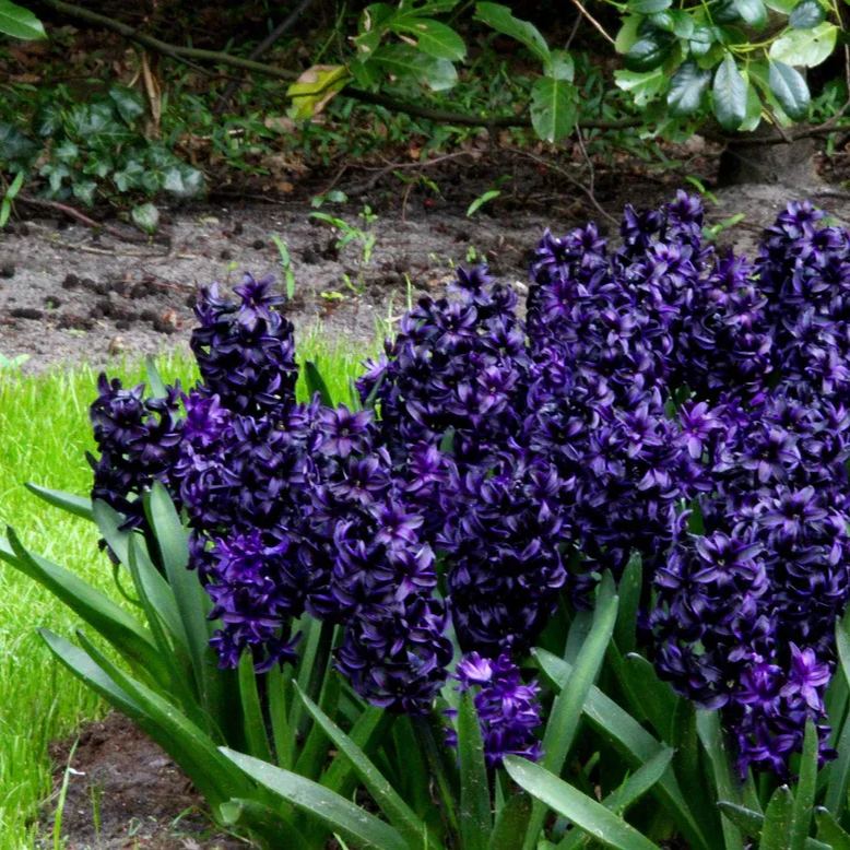 Hyacinth 'Dark Dimension'
