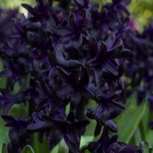 Hyacinth 'Dark Dimension'