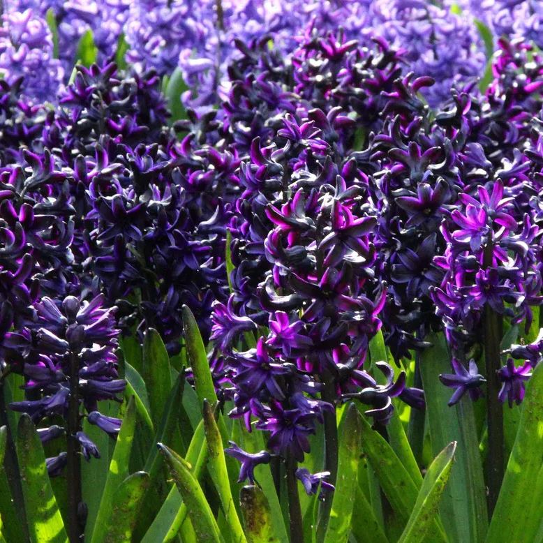 Hyacinth 'Dark Dimension'