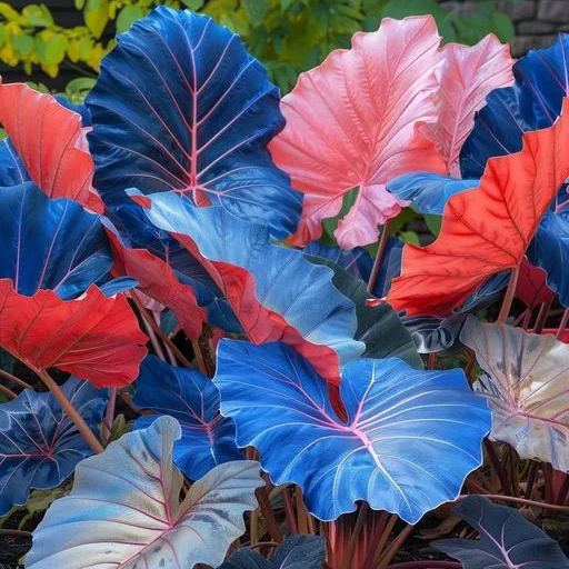 Colored Caladium Seeds🎉💫Large Leaf Mixed Color
