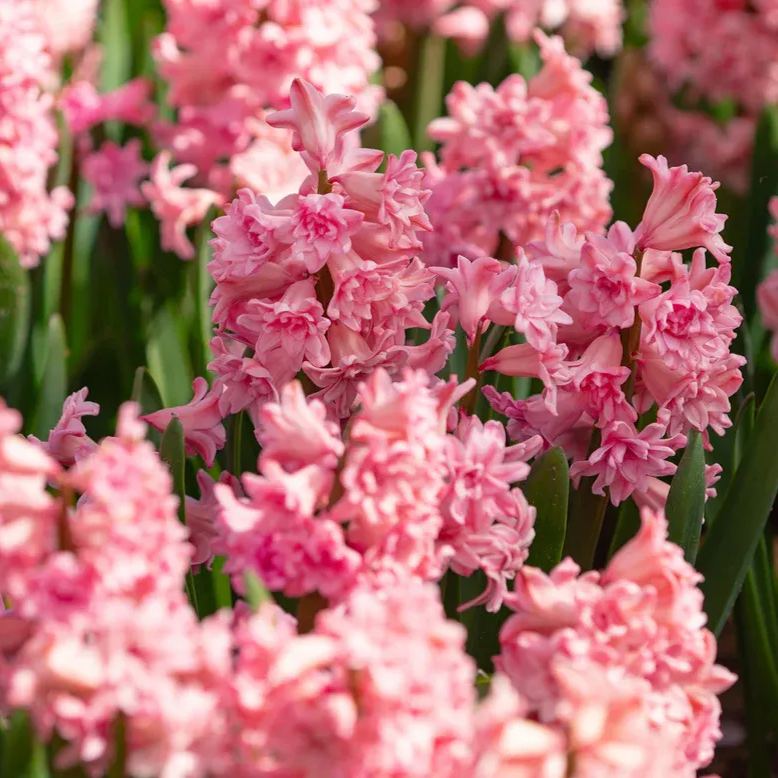 Hyacinth 'Spring Beauty'