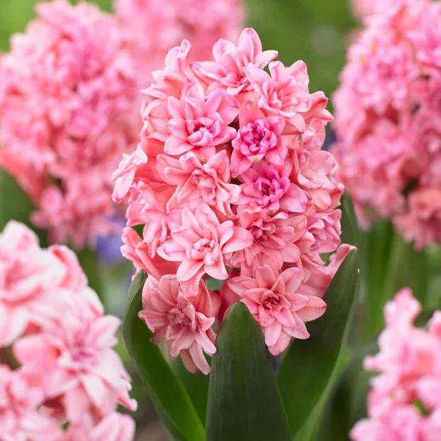 Hyacinth 'Spring Beauty'