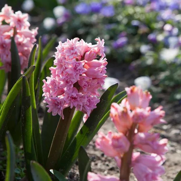 Hyacinth 'Spring Beauty'