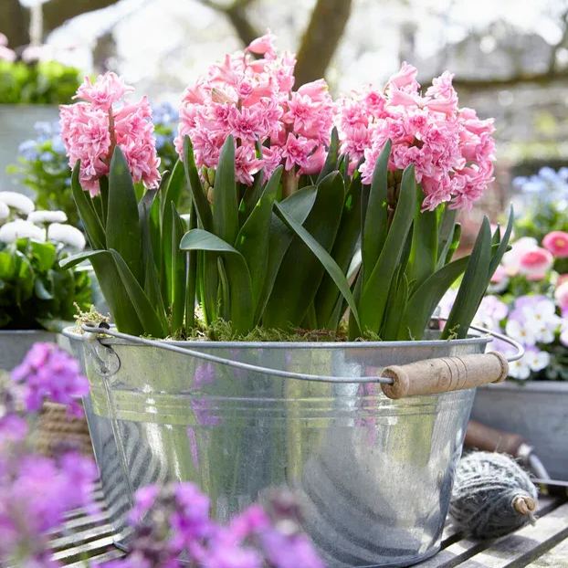 Hyacinth 'Spring Beauty'