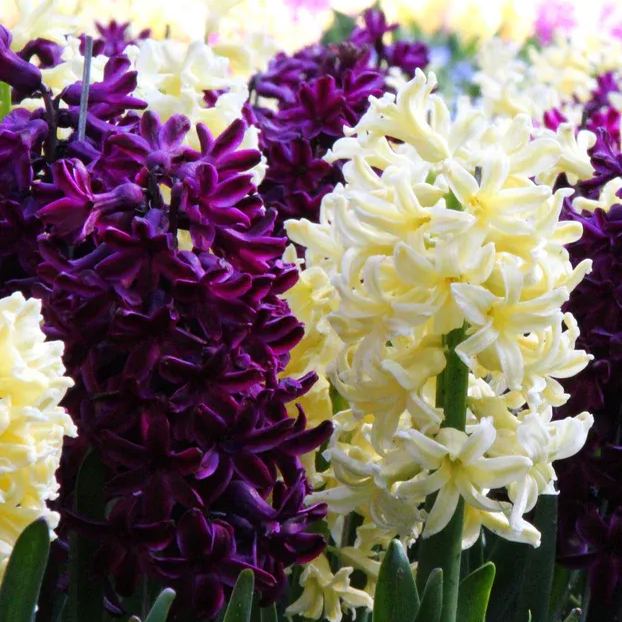 Hyacinth collection 'Banana Plum'