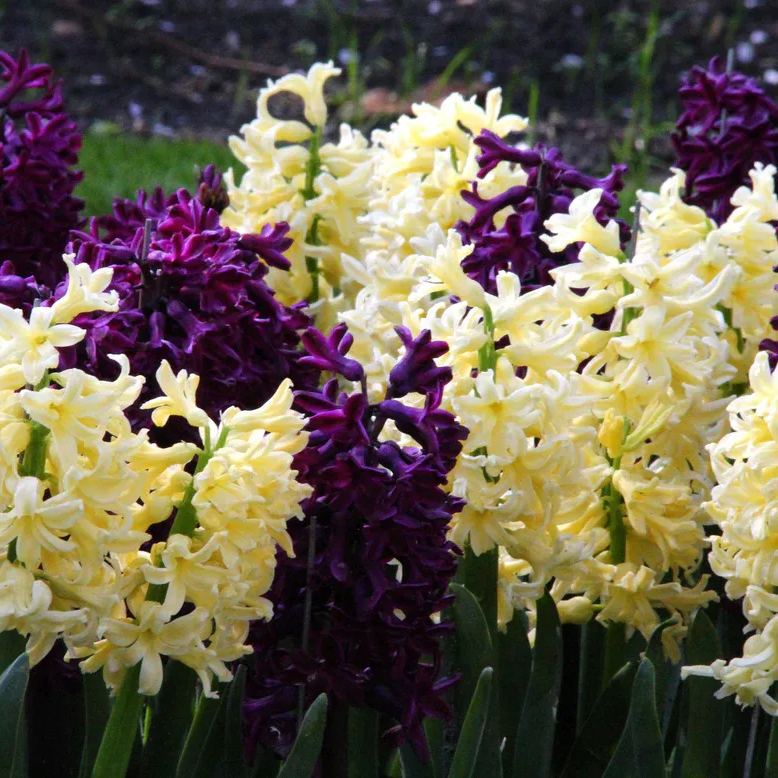 Hyacinth collection 'Banana Plum'