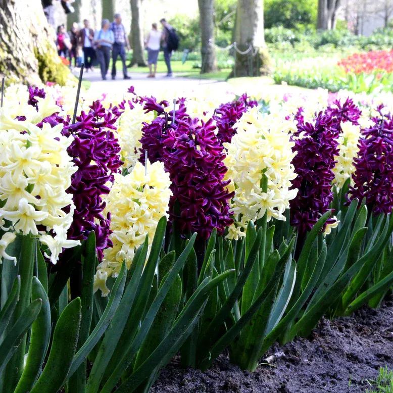 Hyacinth collection 'Banana Plum'