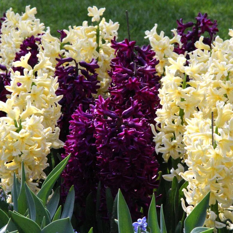 Hyacinth collection 'Banana Plum'