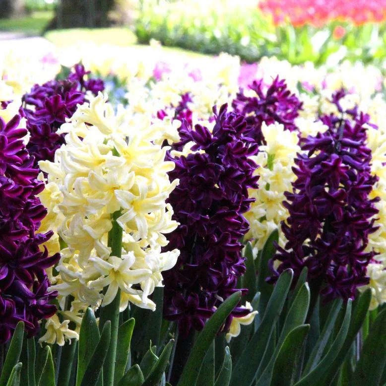 Hyacinth collection 'Banana Plum'