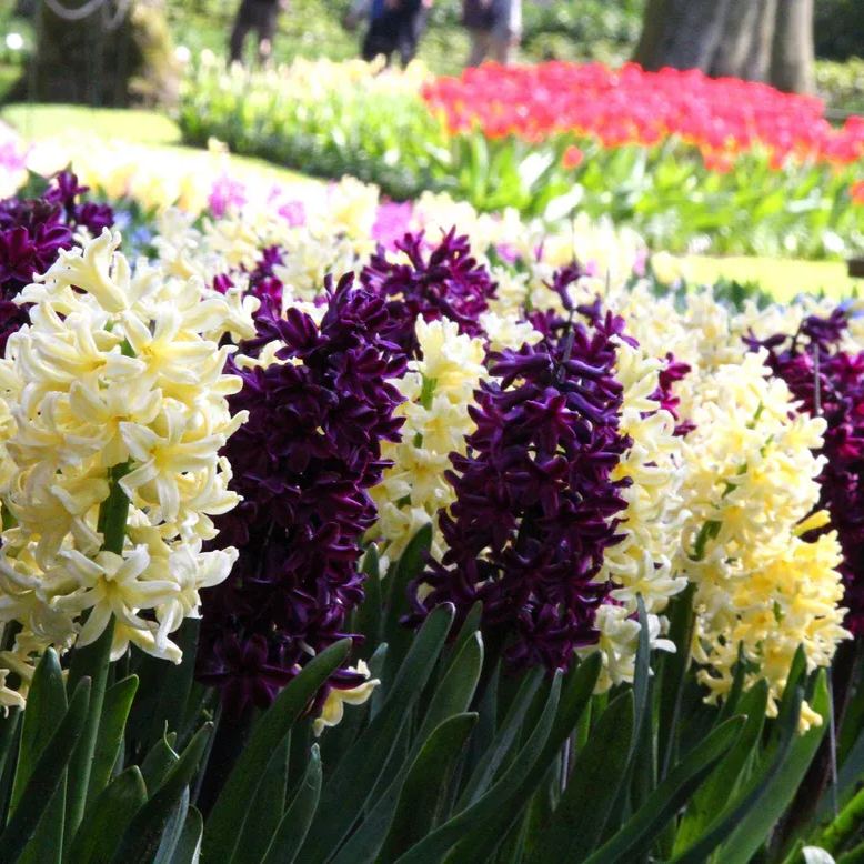 Hyacinth collection 'Banana Plum'