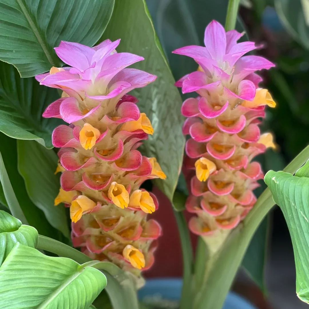 Siam Tulip🌺✨-Long blooming period, easy to grow