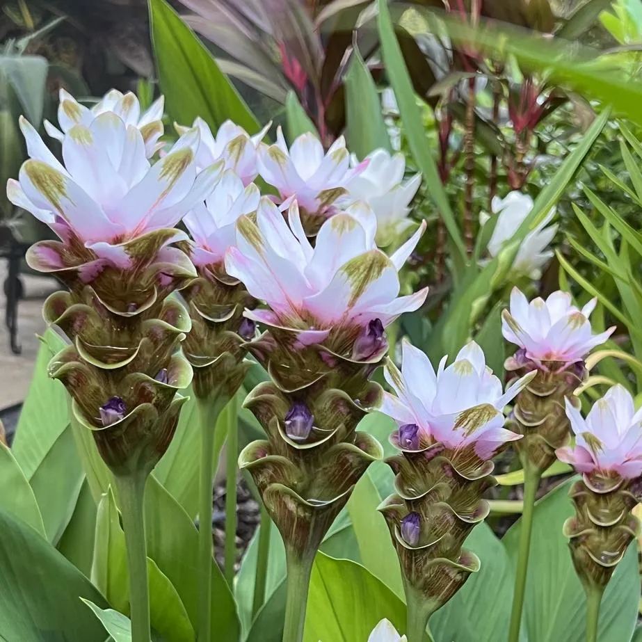 Siam Tulip🌺✨-Long blooming period, easy to grow