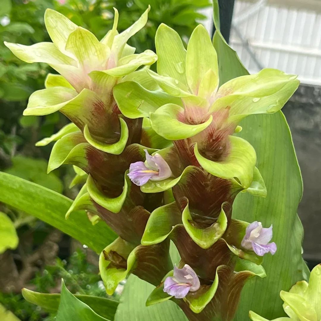 Siam Tulip🌺✨-Long blooming period, easy to grow