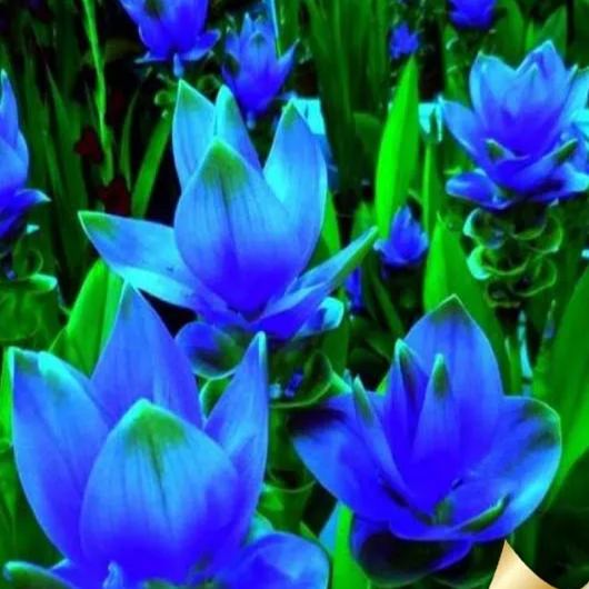 Siam Tulip🌺✨-Long blooming period, easy to grow