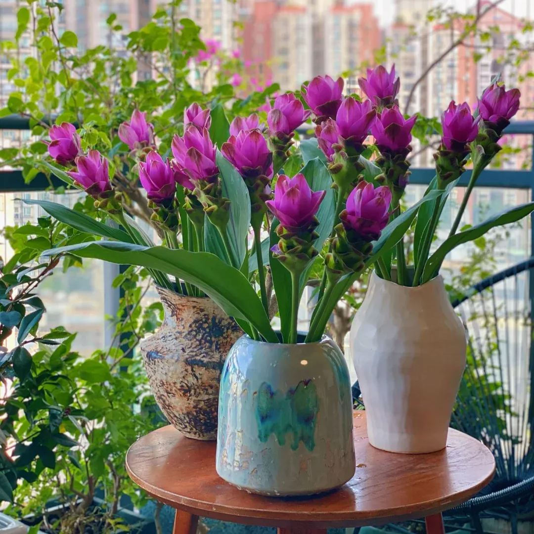 Siam Tulip🌺✨-Long blooming period, easy to grow