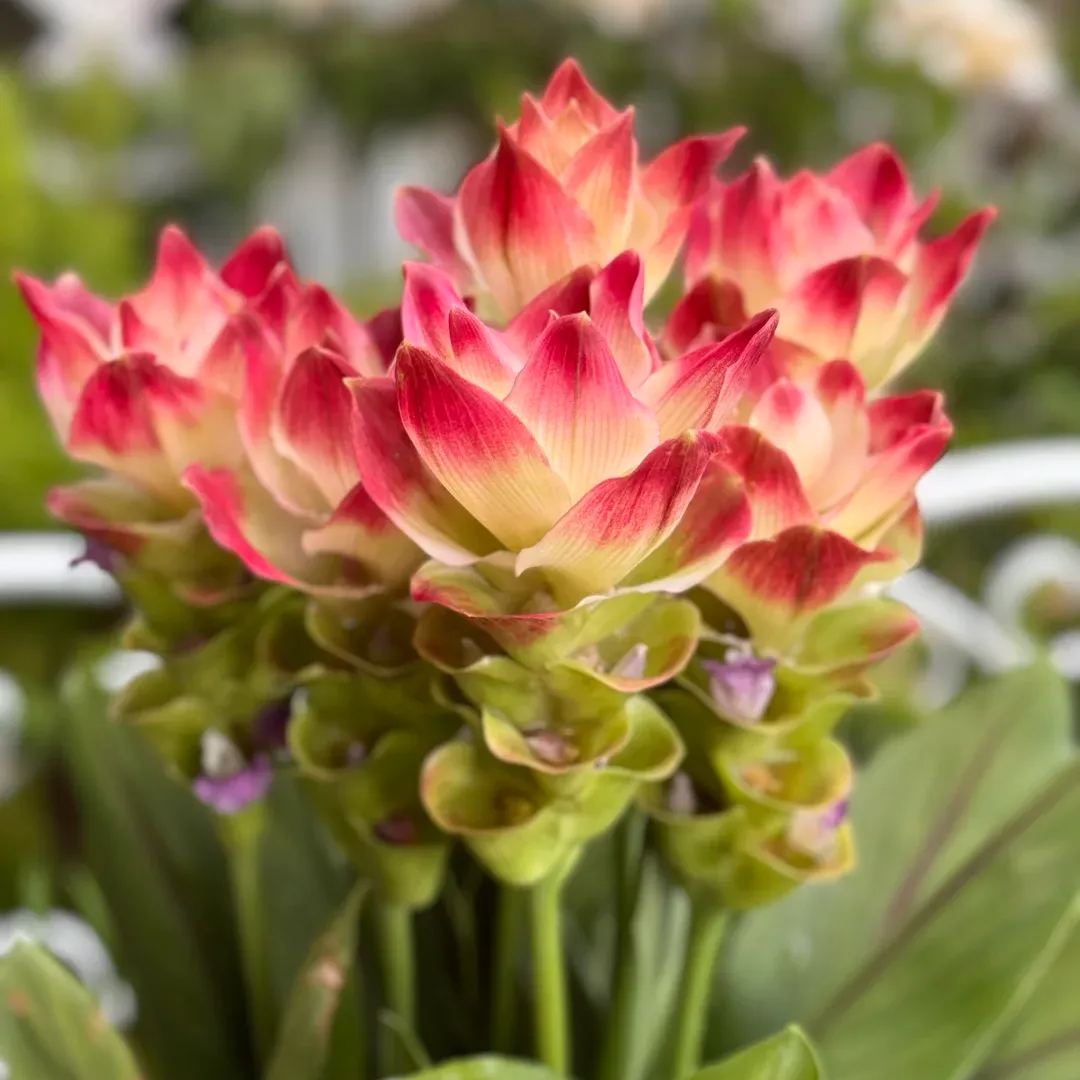 Siam Tulip🌺✨-Long Blooming Period, Easy To Grow