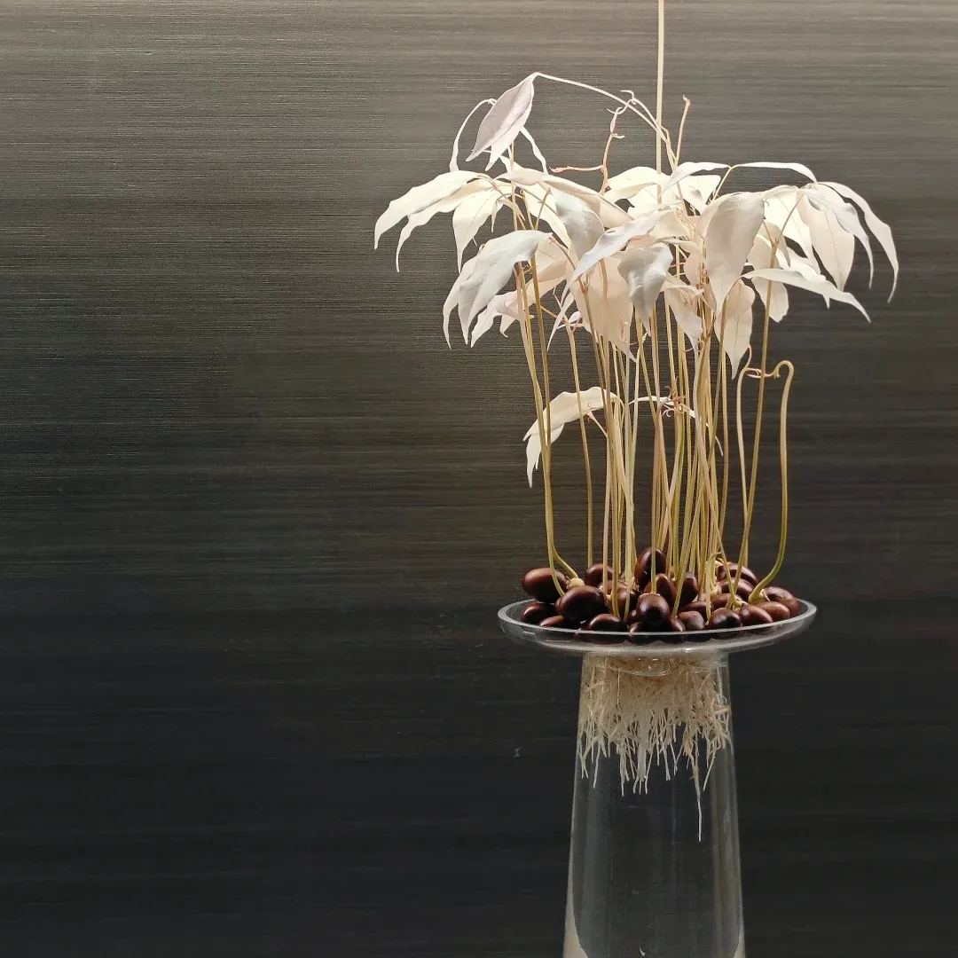 🌈Lychee Potted Plants—Indoor Landscaping🌿🪴