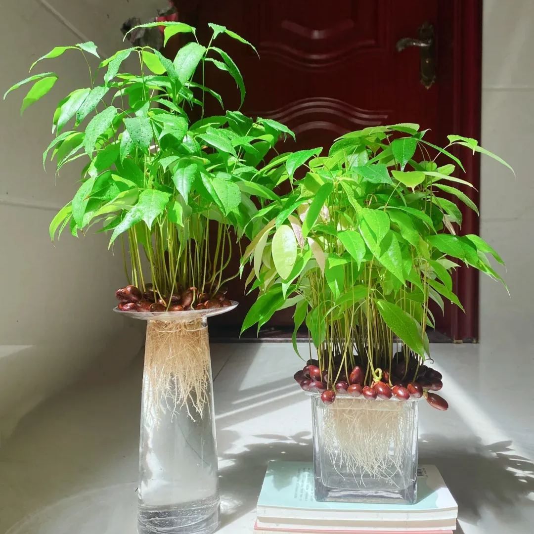 🌈Lychee Potted Plants—Indoor Landscaping🌿🪴