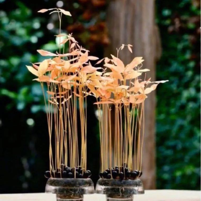 🌈Lychee Potted Plants—Indoor Landscaping🌿🪴