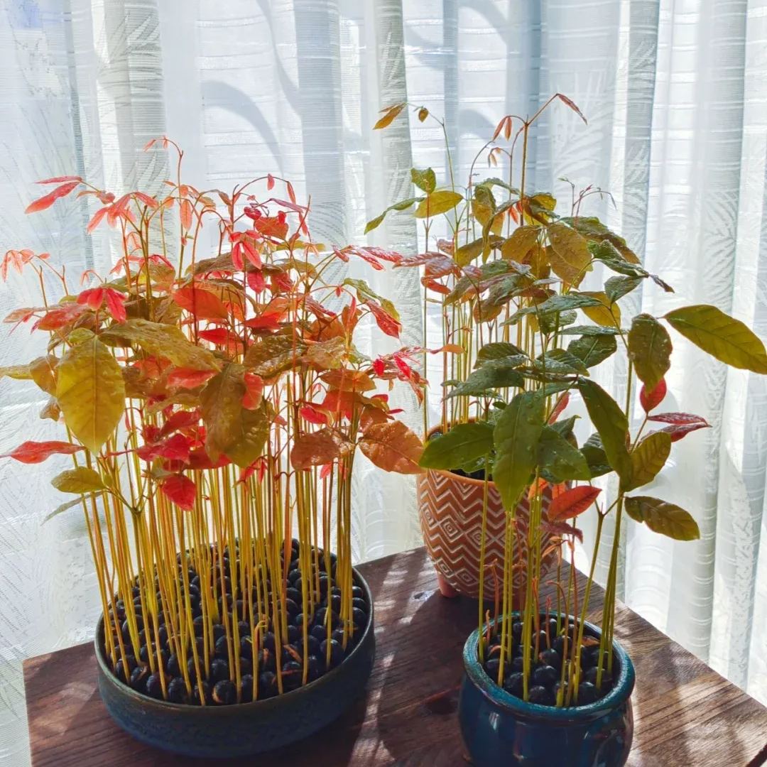 🌈Lychee Potted Plants—Indoor Landscaping🌿🪴
