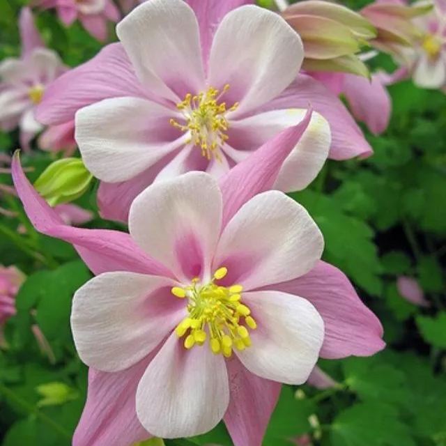 MIX COLUMBINE FLOWER SEEDS
