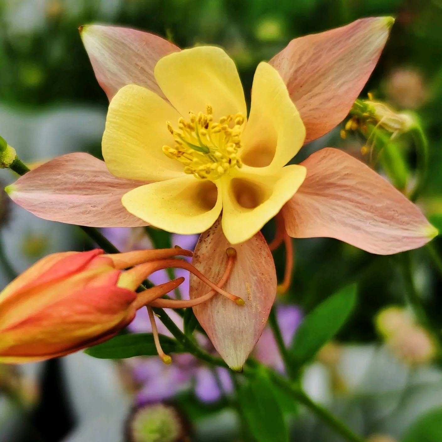MIX COLUMBINE FLOWER SEEDS
