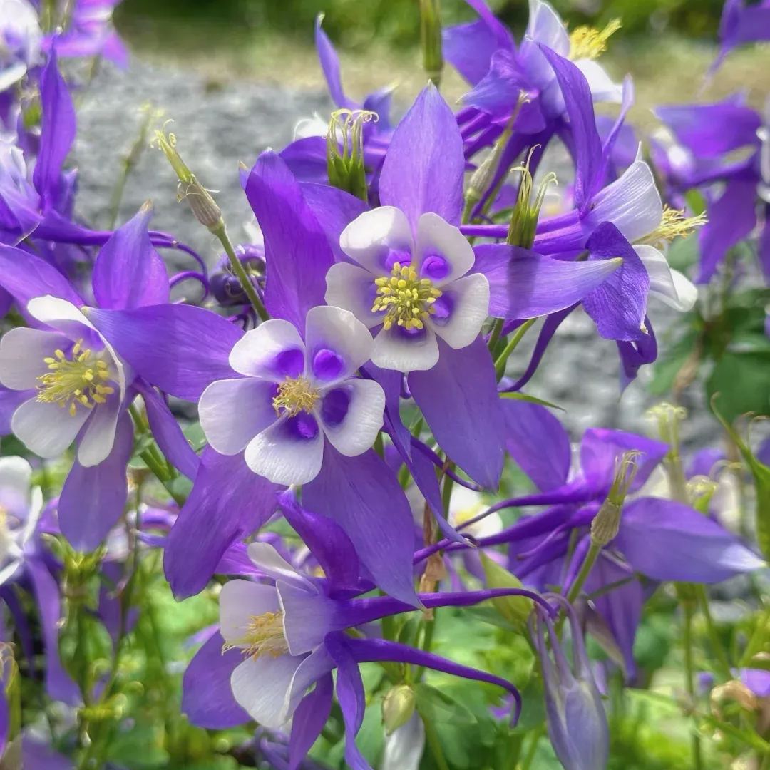 MIX COLUMBINE FLOWER SEEDS