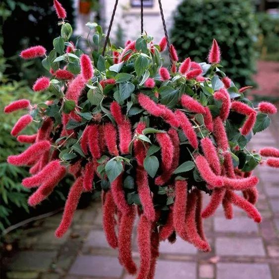 Acalypha Reptans🐈❤️